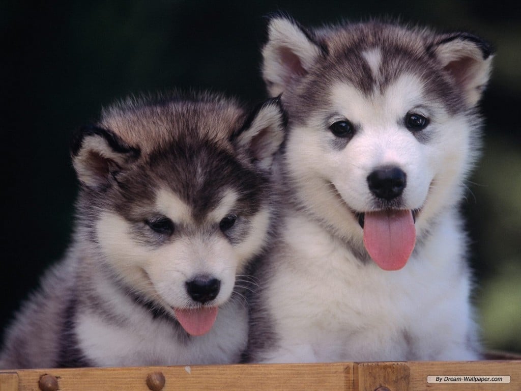Cute Husky Puppies Wallpaper 1