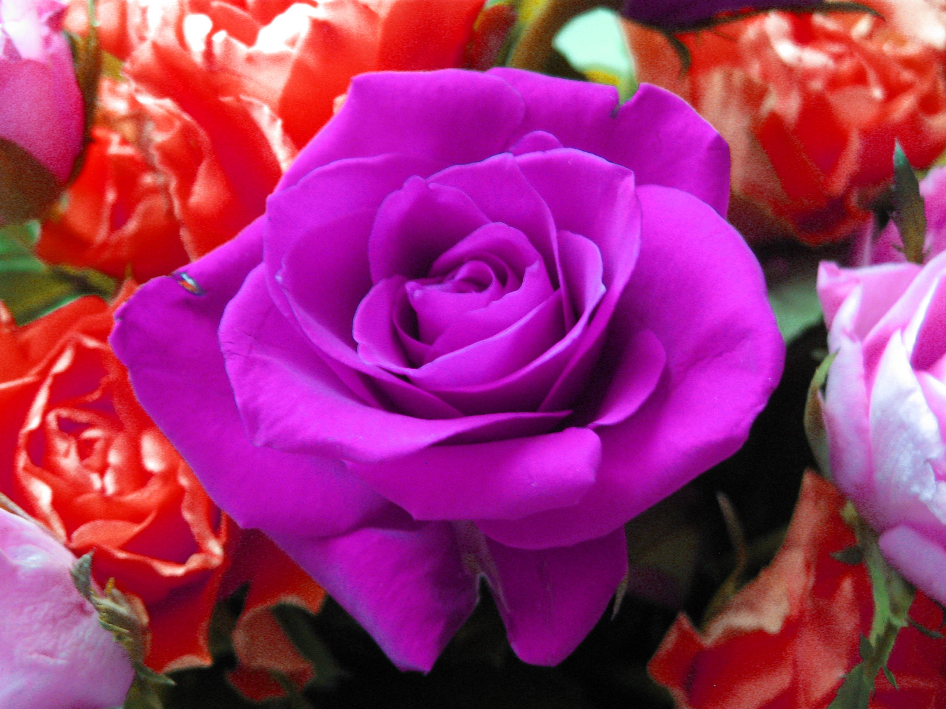 Violet Rose Wallpaper