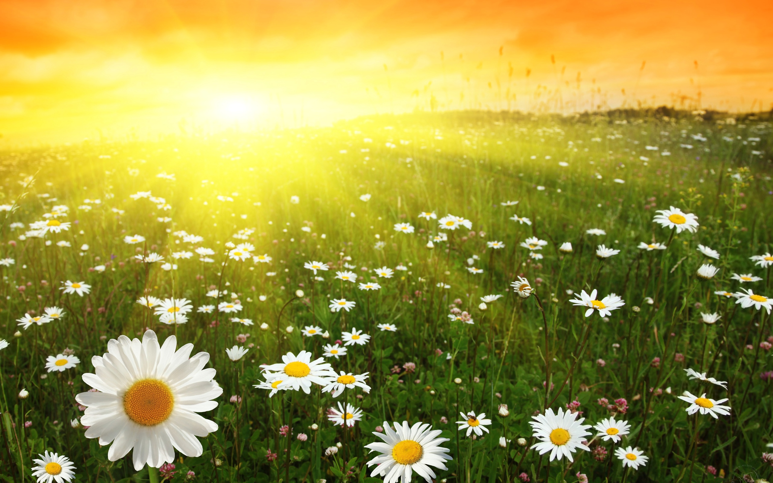 Field Flowers Sunny Day Wallpaper