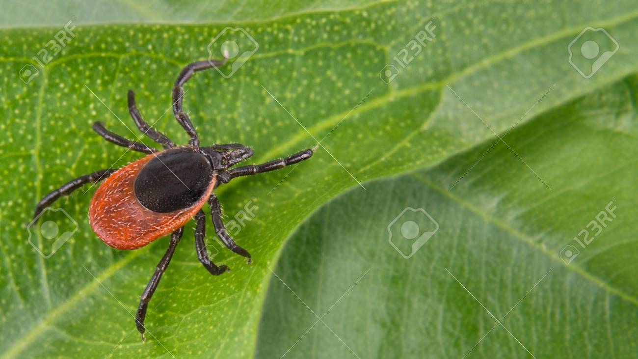 Free download Castor Bean Tick On A Green Background Ixodes Ricinus ...