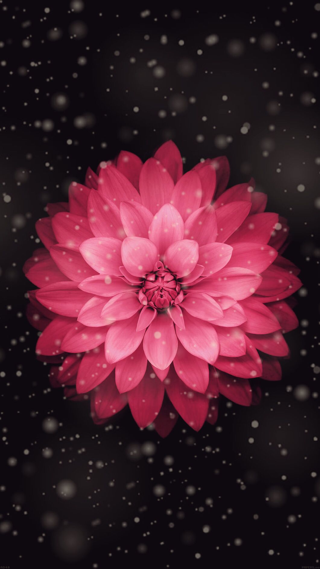 A vibrant pink dahlia flower in full bloom, set against a dark backdrop with a gentle snowfall effect