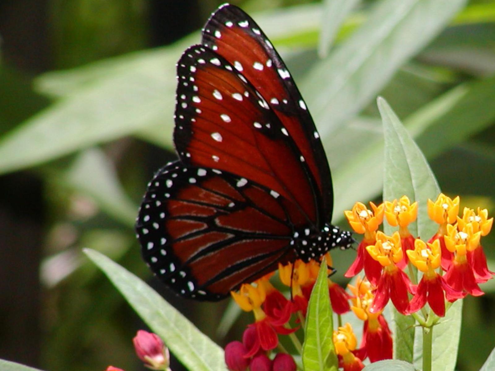 50 Beautiful Butterflies And Flowers Wallpapers WallpaperSafari 50 Beautiful Butterflies And Flowers Wallpapers WallpaperSafari