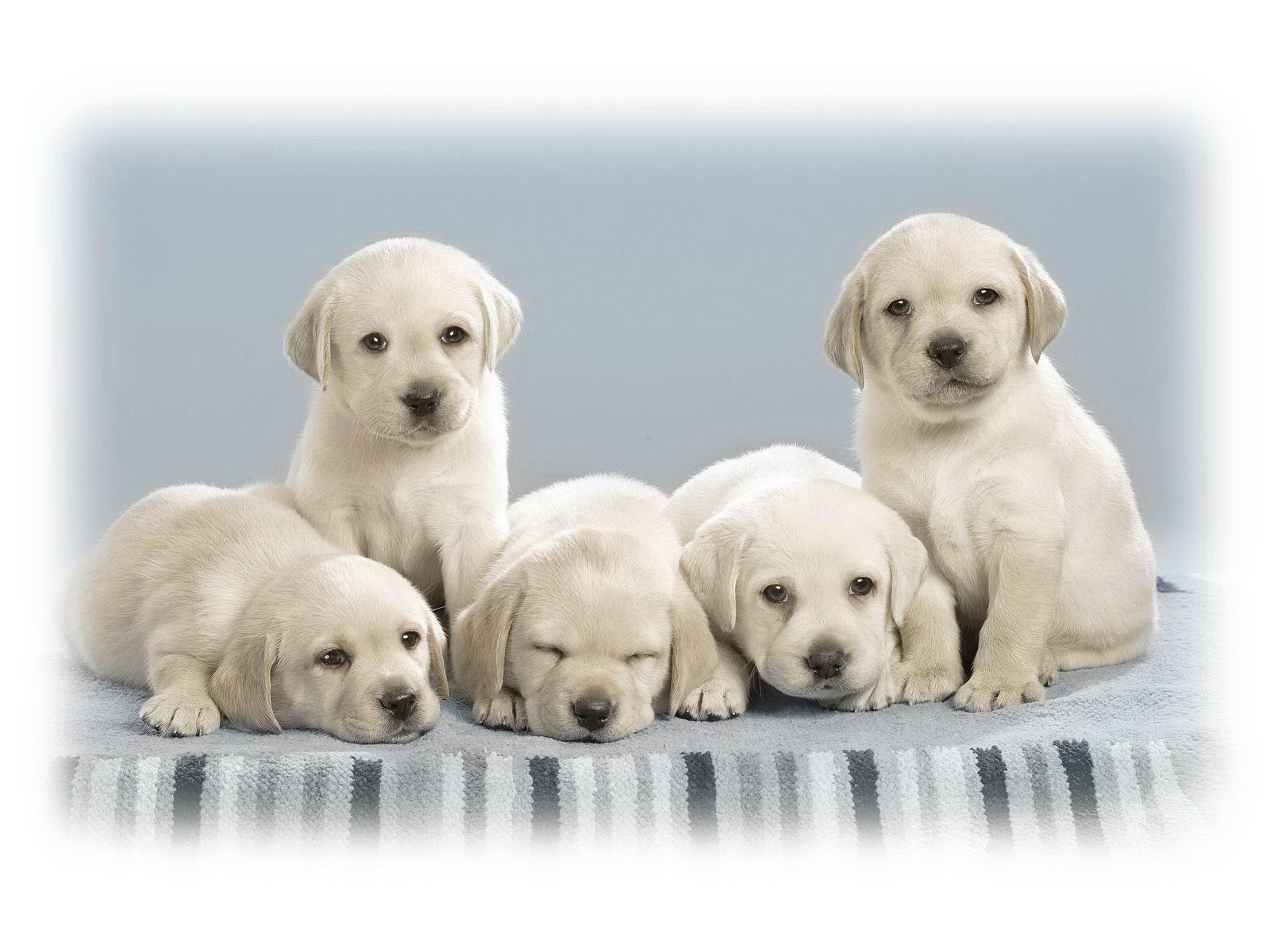 Wallpaper Background Dogs Home Puppy Dog