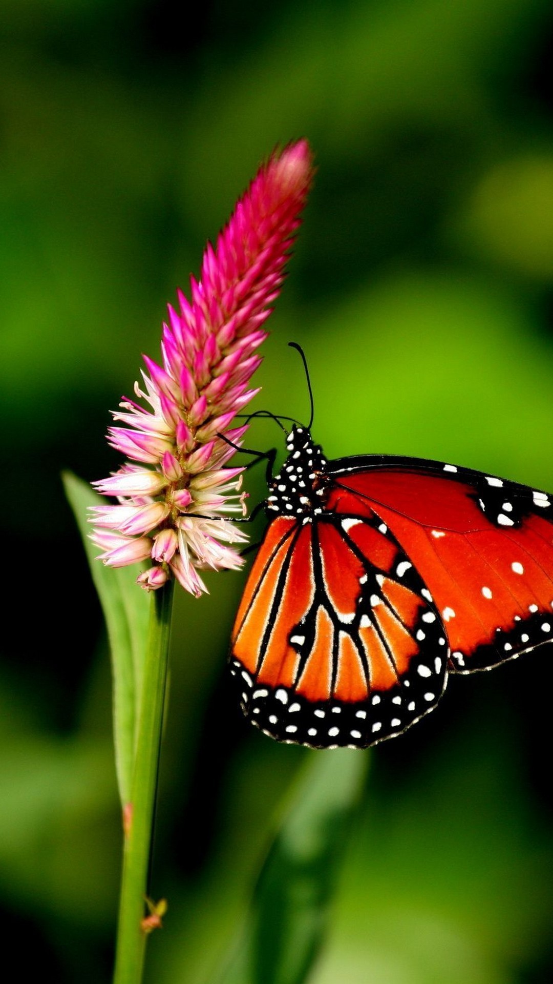 iPhone Wallpaper HD Butterfly