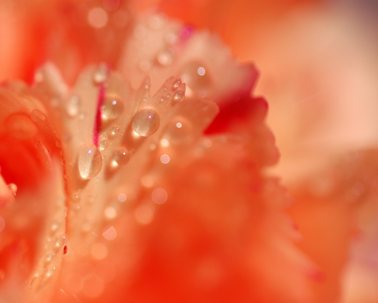 orange background with orange and pink flower petals and water