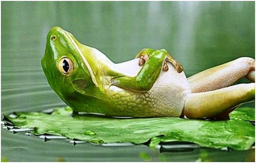 Hungry Frog Funny Animal Pictures Wallpapers For PC 512x326