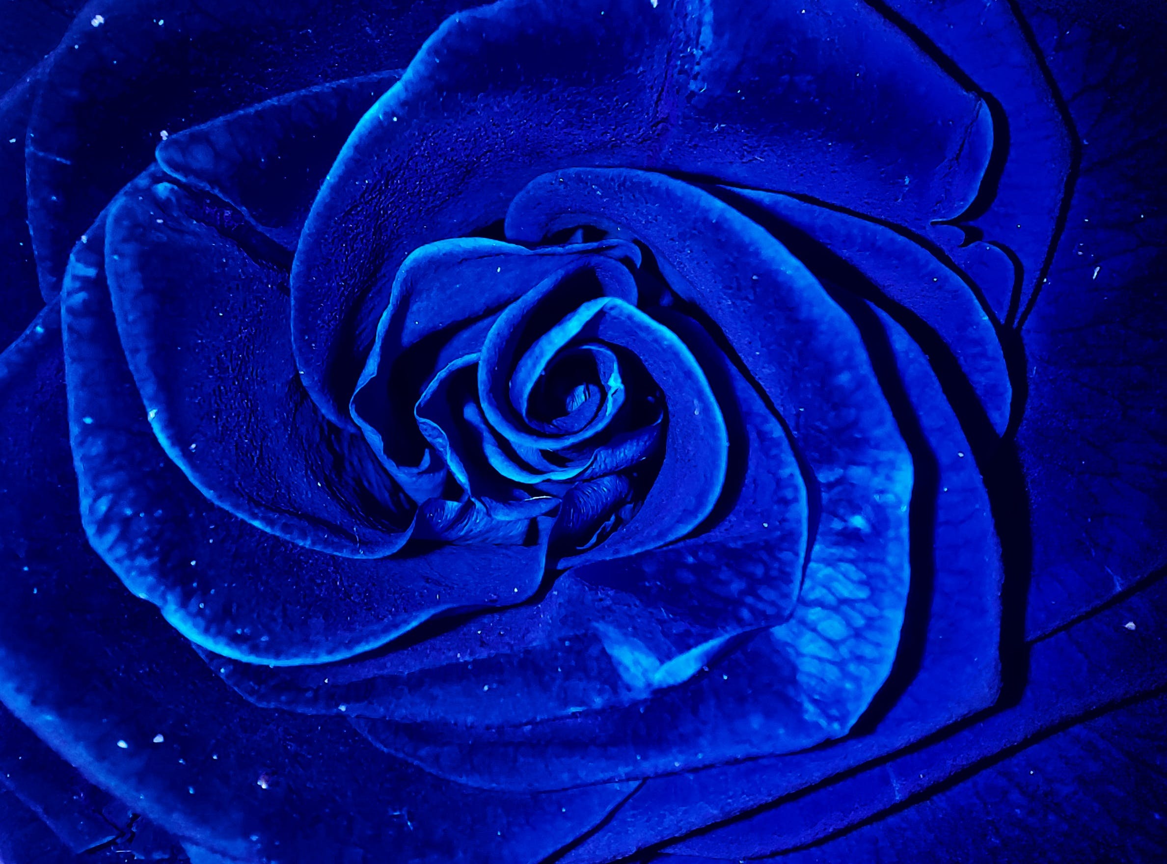 Blue Rose Wallpaper