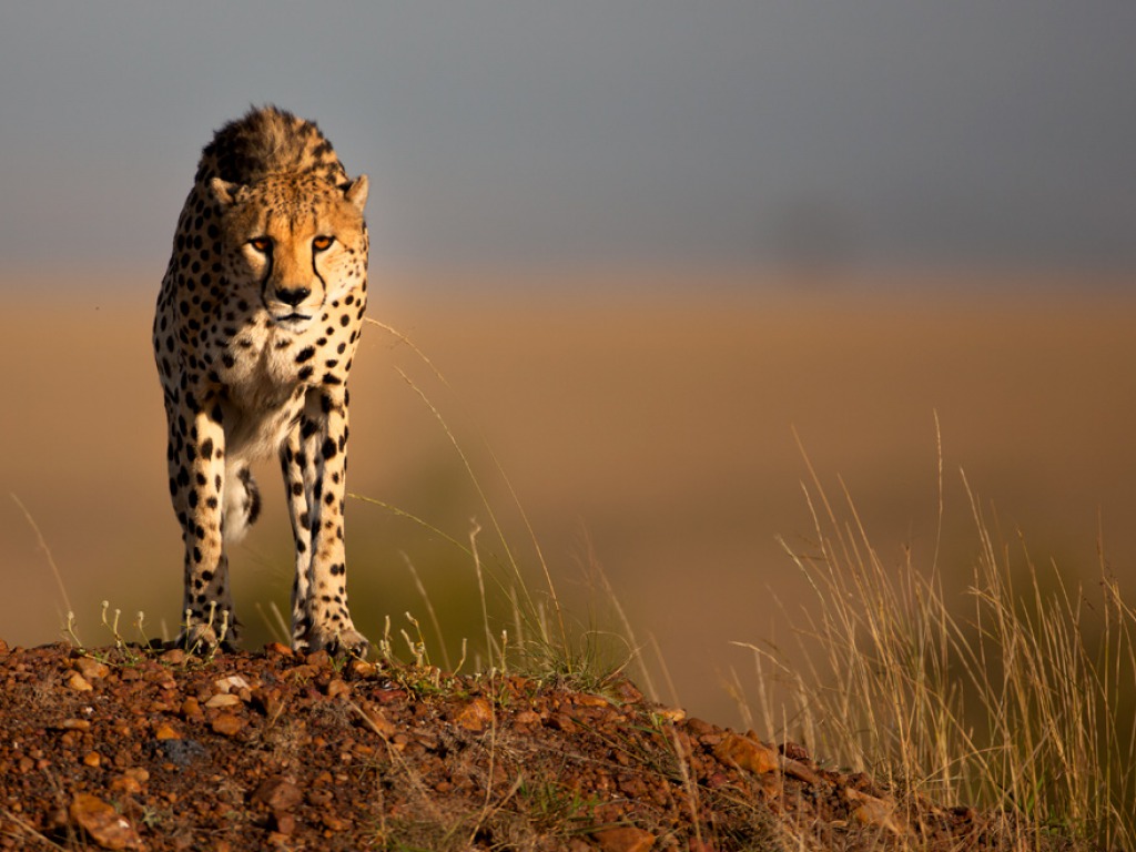 Pictures Of Animals Cheetah Wallpaper Image Photos