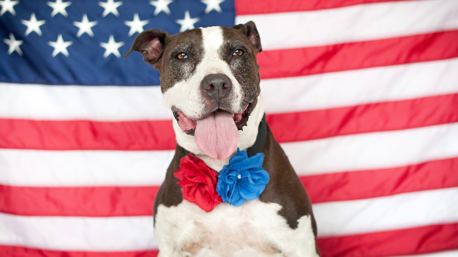 The 4th Of July Is Stressful For Dogs And Dog Owners Alike But It