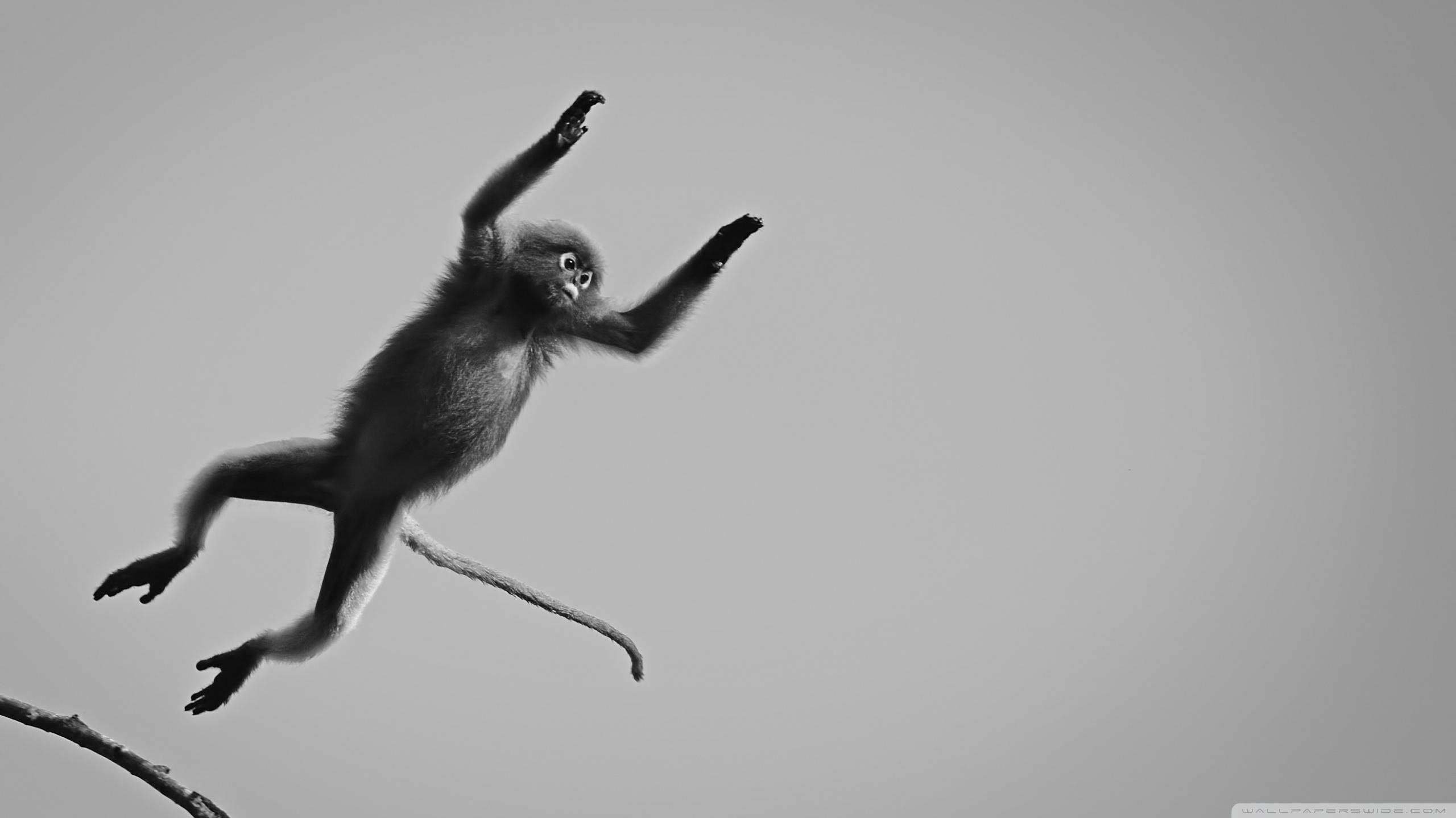 Dusky Langur Monkey Black and White Ultra HD Desktop Background