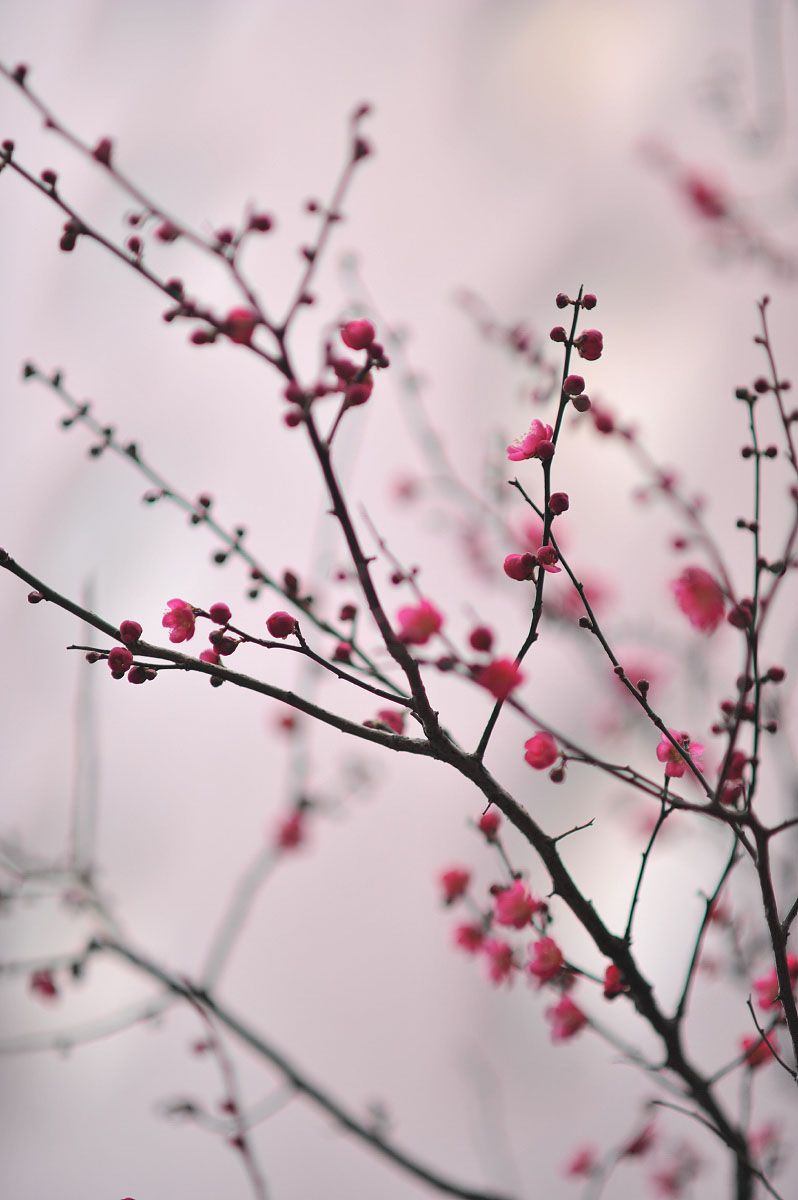 Umenohana Plum Blossoms Blossom Flowers