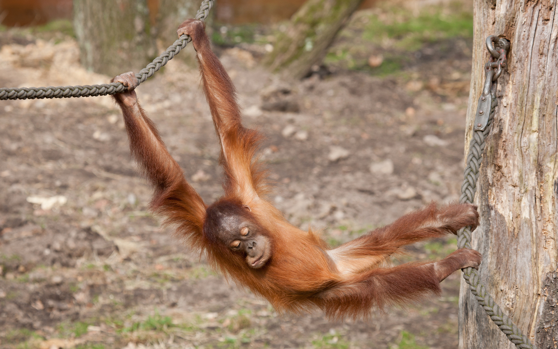 Animal Orangutan Wallpaper