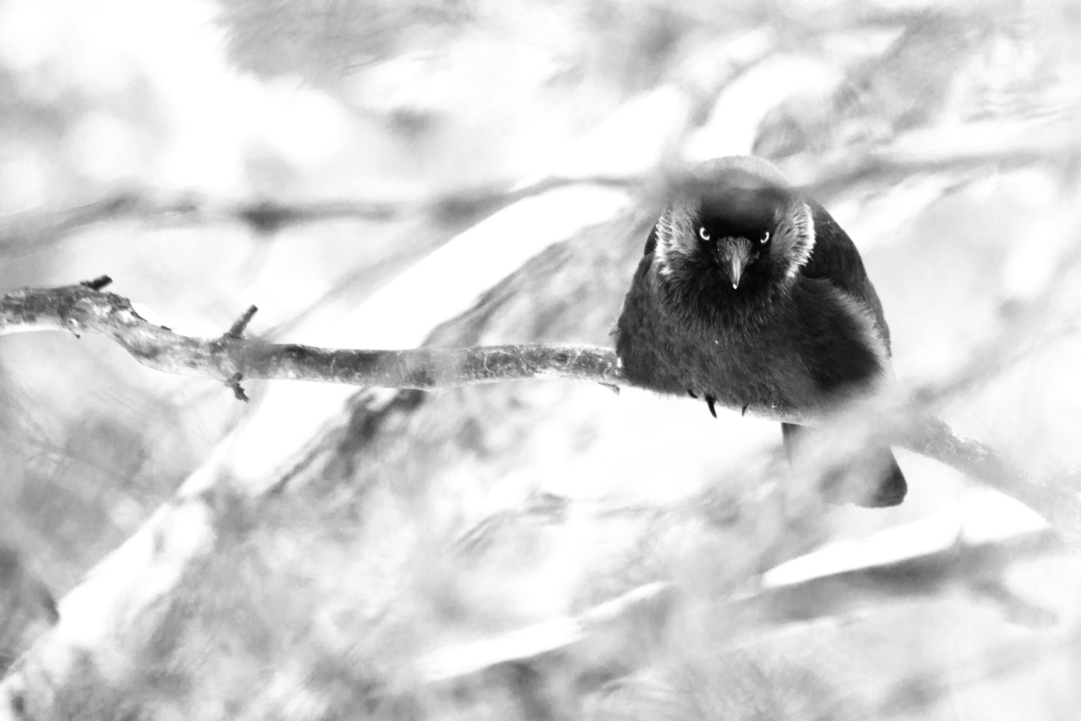 🔥 Free download Winter crow branch gothic dark death wallpaper ...