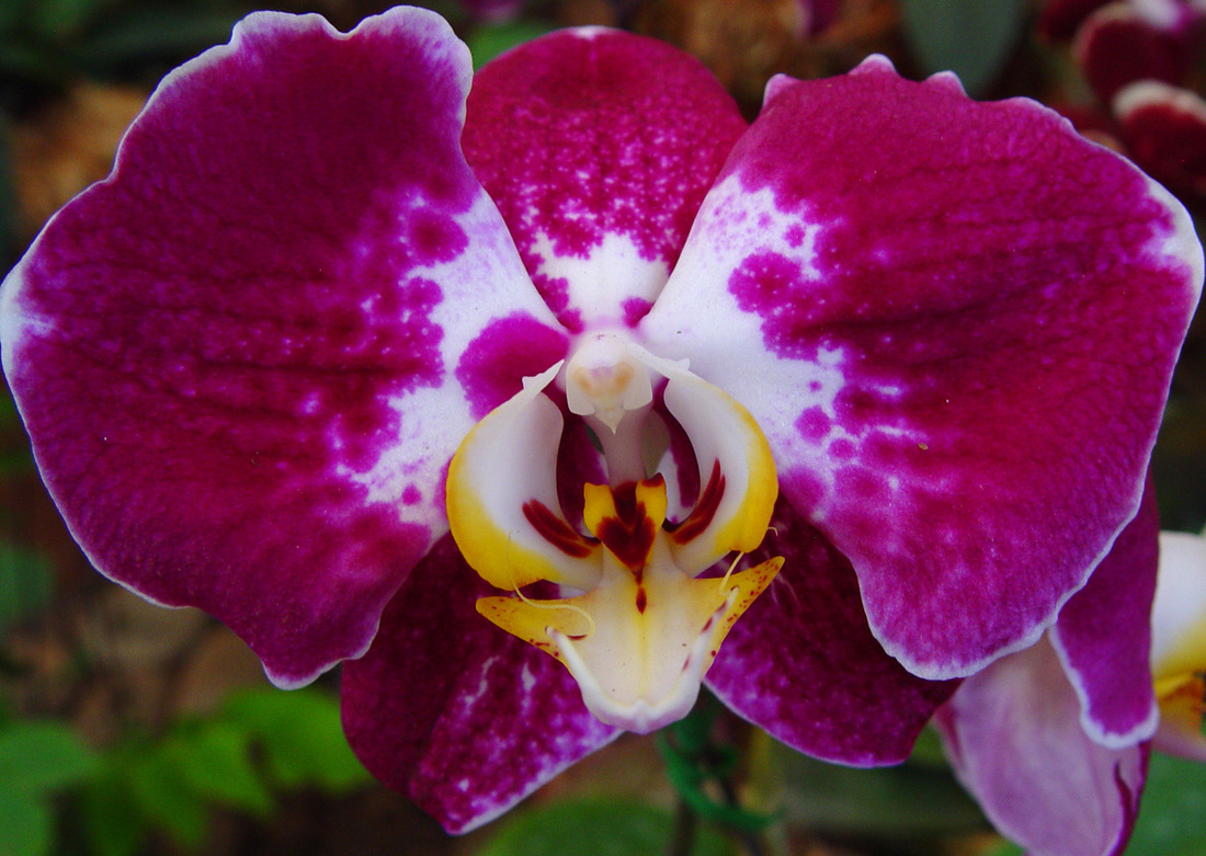 Orchid Flower Wallpaper Desktop Background Puter