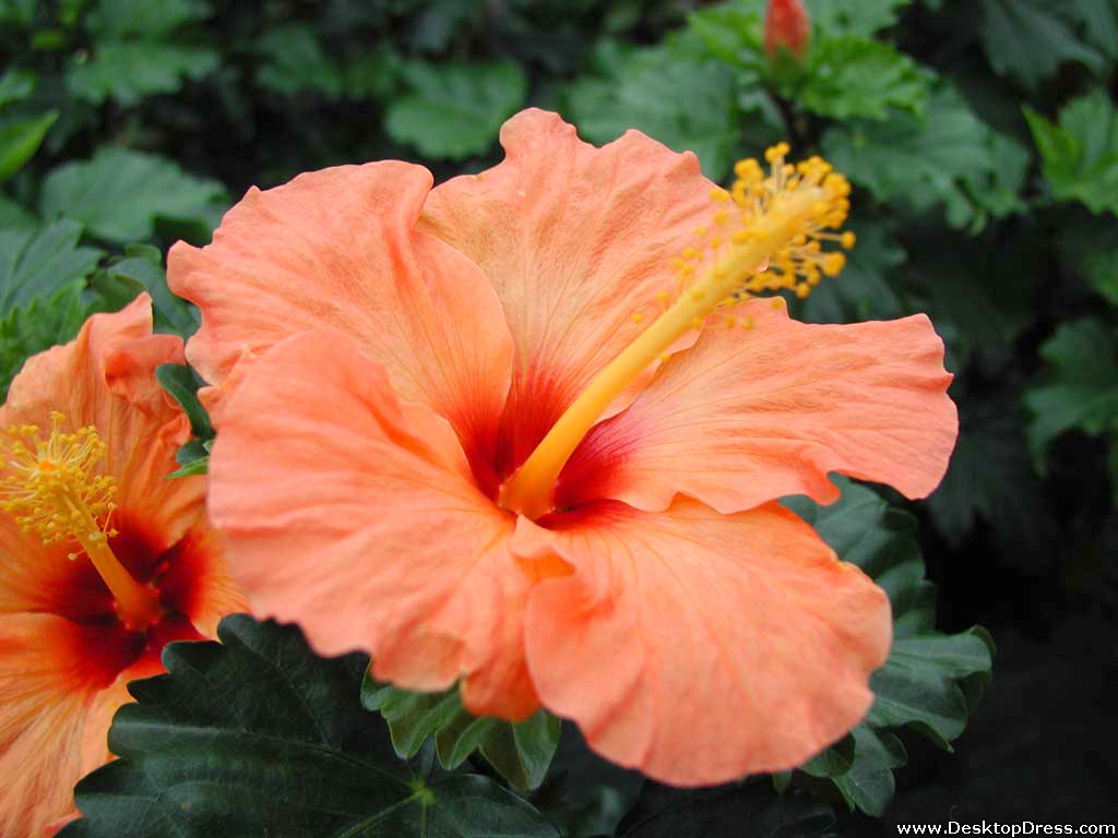 Desktop Wallpaper Flowers Background Light Orange Hibiscus