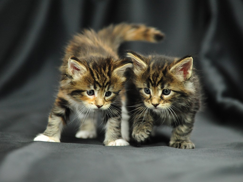 Best Wallpapers Zone Maine Coon Kittens Pictures and Wallpapers