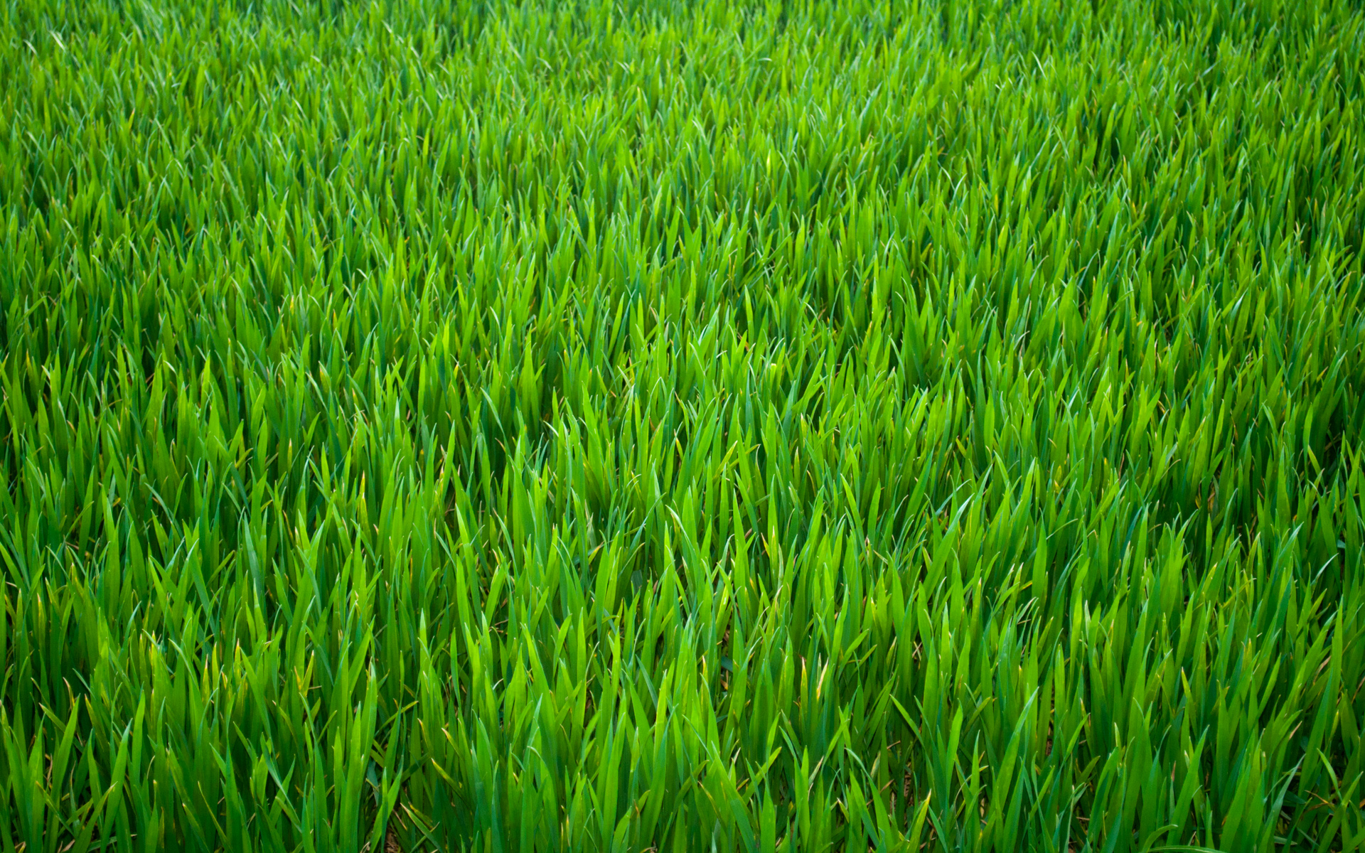 Green Grass HD Wallpaper