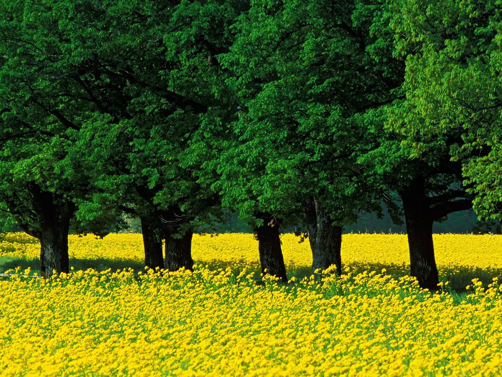 Mustard Flowers Louisville Kentucky   Nature Wallpaper Image featuring