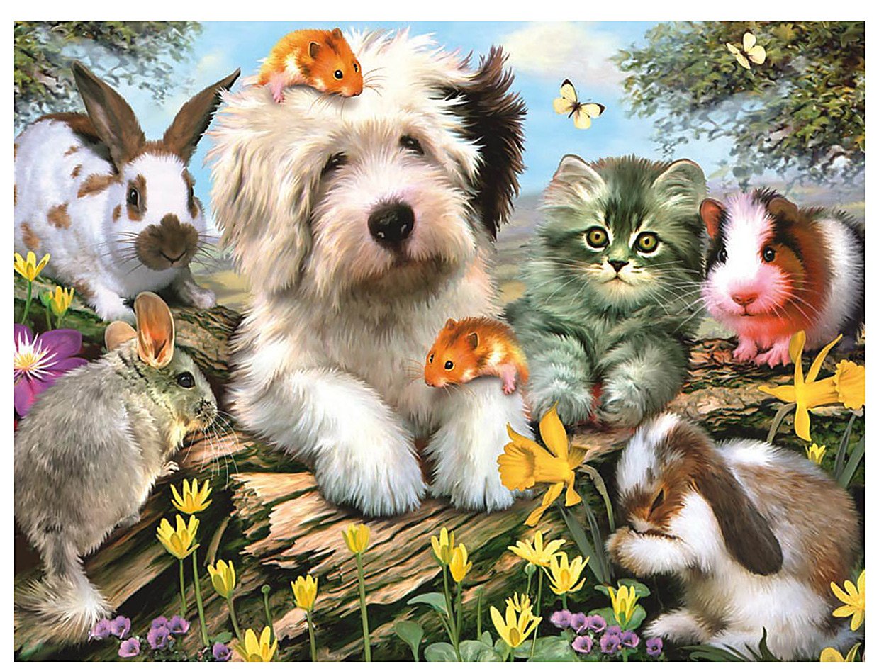 HD Dog Image Wallpaper Pets