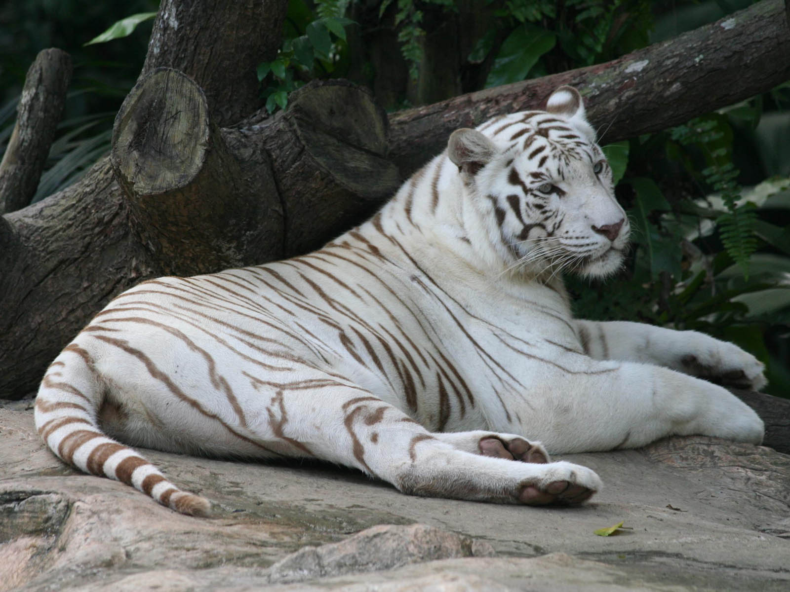 tags white tiger wallpapers white tiger desktop wallpapers white tiger