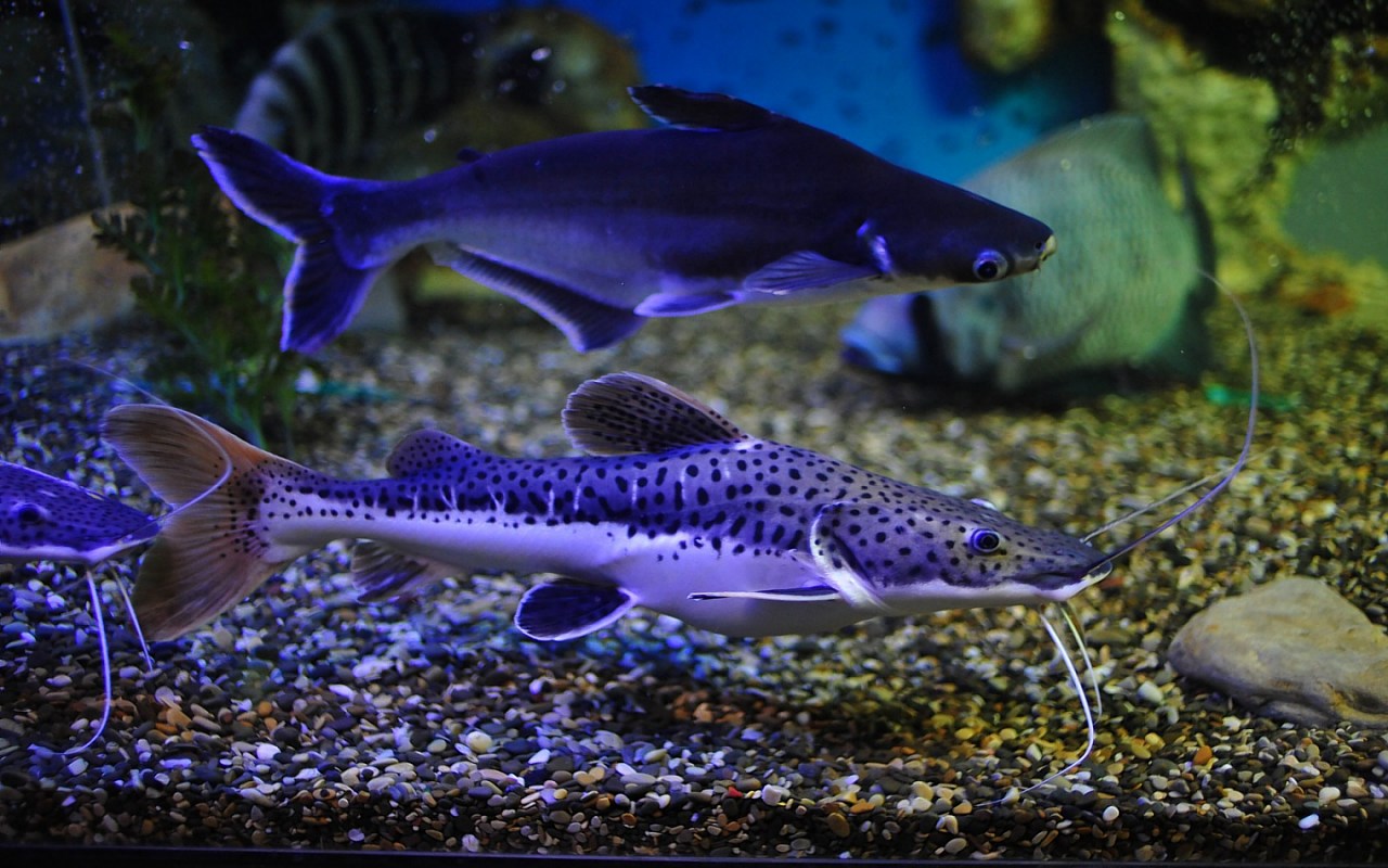 3d Live Aquarium Desktop Wallpaper Screensavers