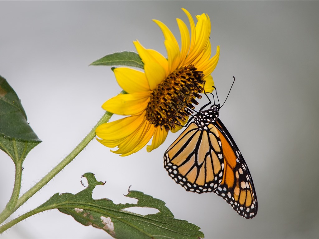 Wallpaper Sunflower Butterfly Picture Image