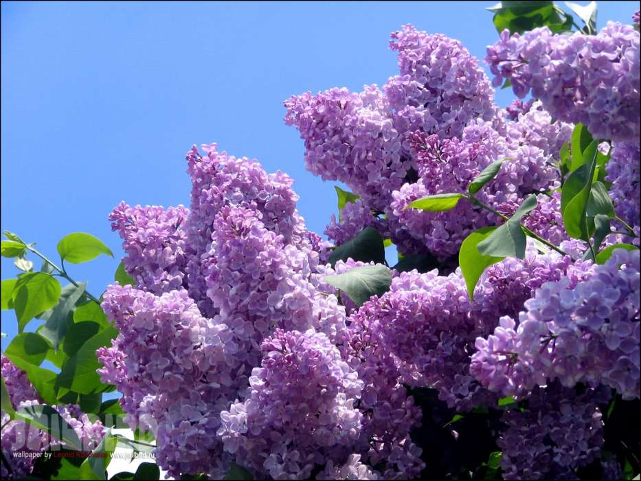 Download mobile wallpaper Plants Flowers Trees Lilac free 25666