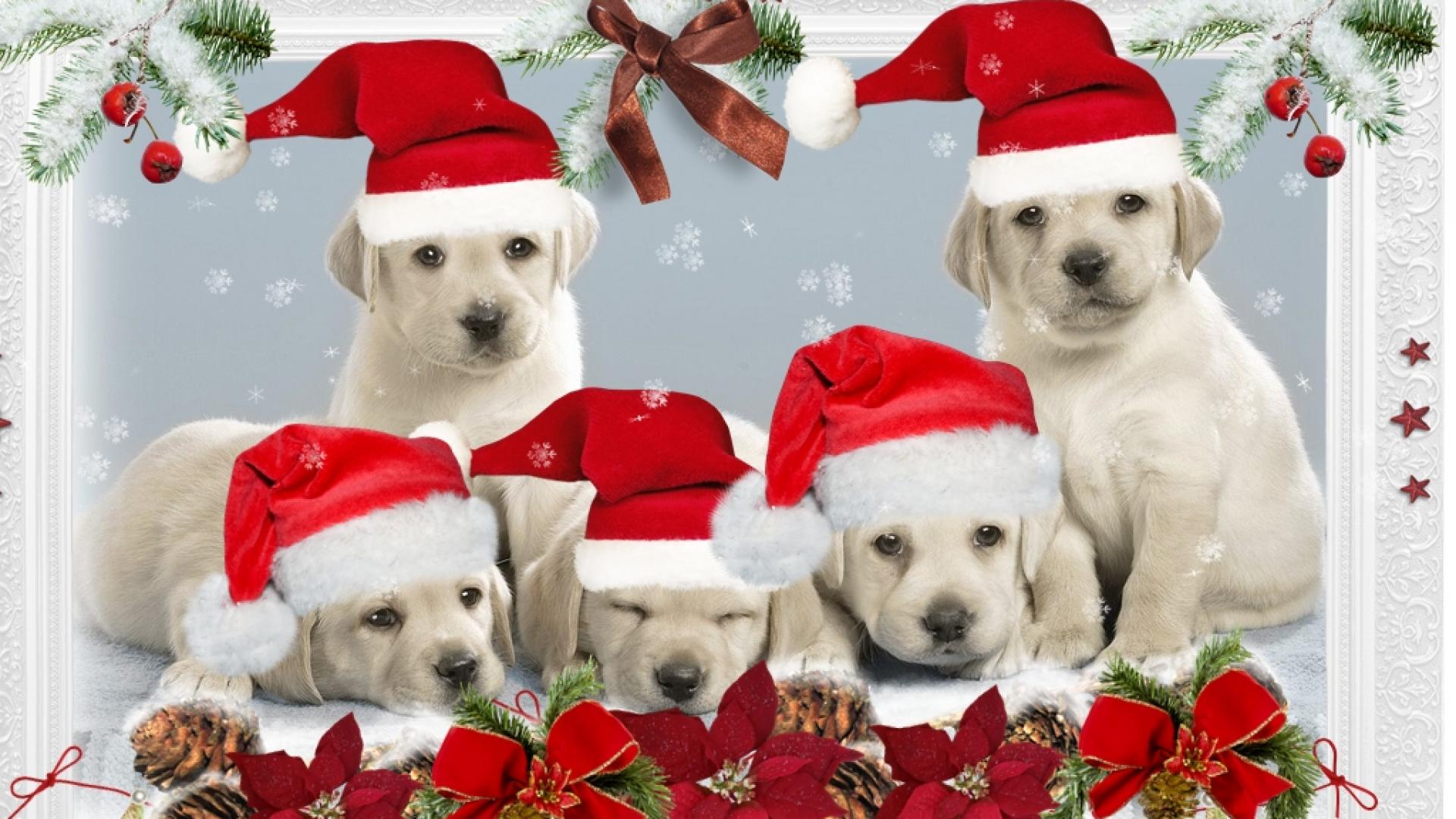 Wallpaperland Xmas Puppies Christmas Santa Dog Desktop And Mobile