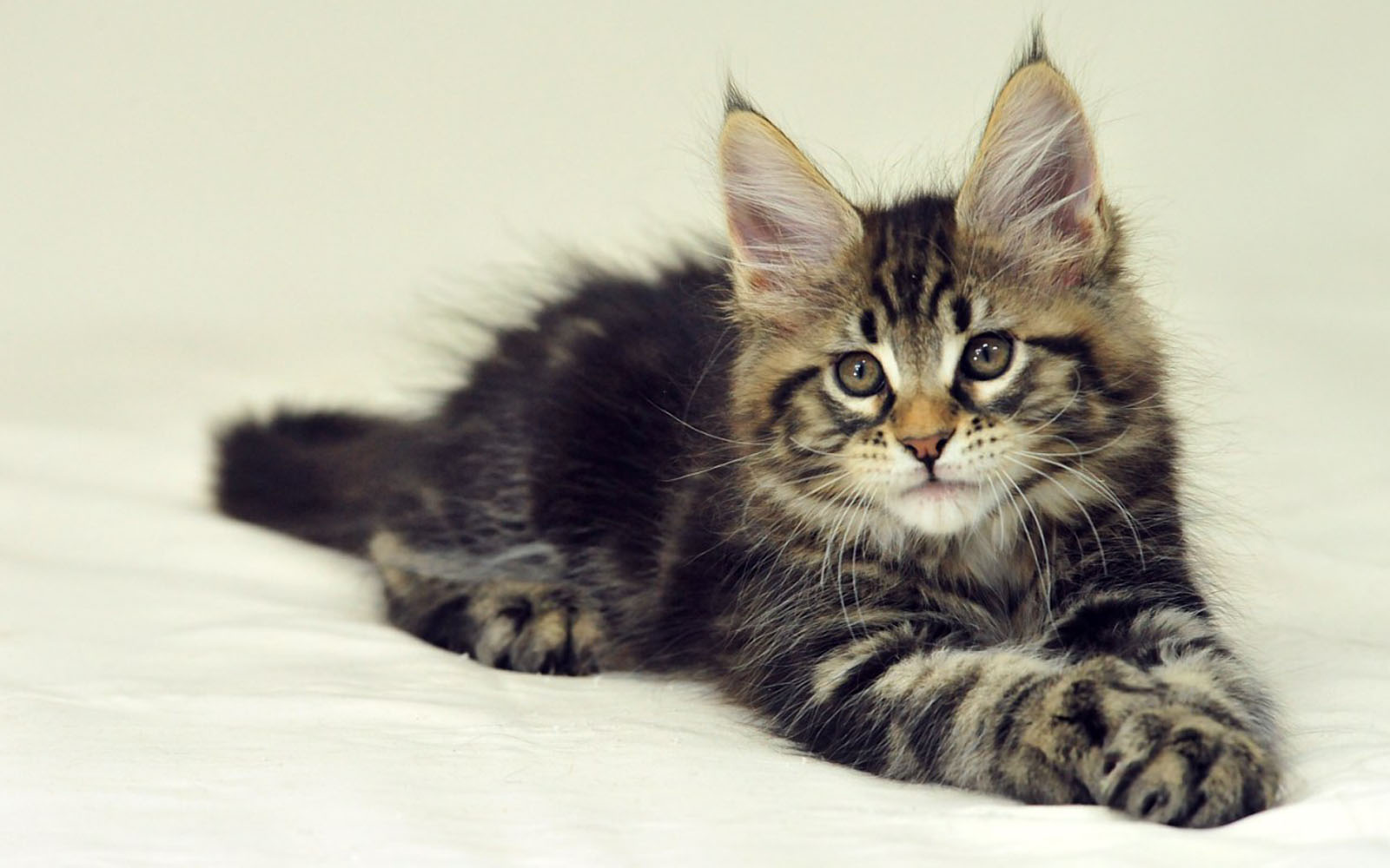 wallpapers Maine Coon Cat Wallpapers