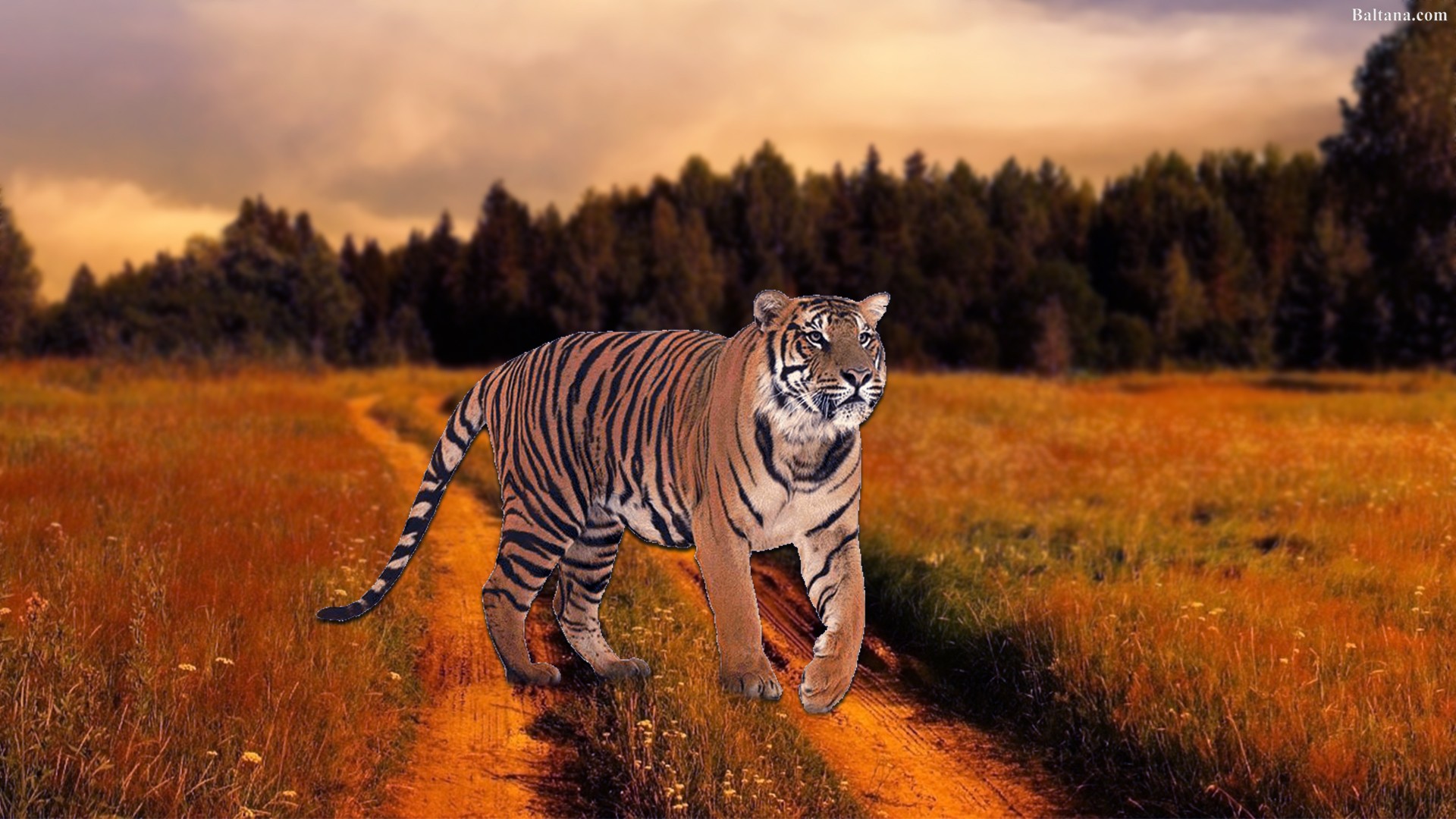 Tiger HD Desktop Wallpaper Baltana