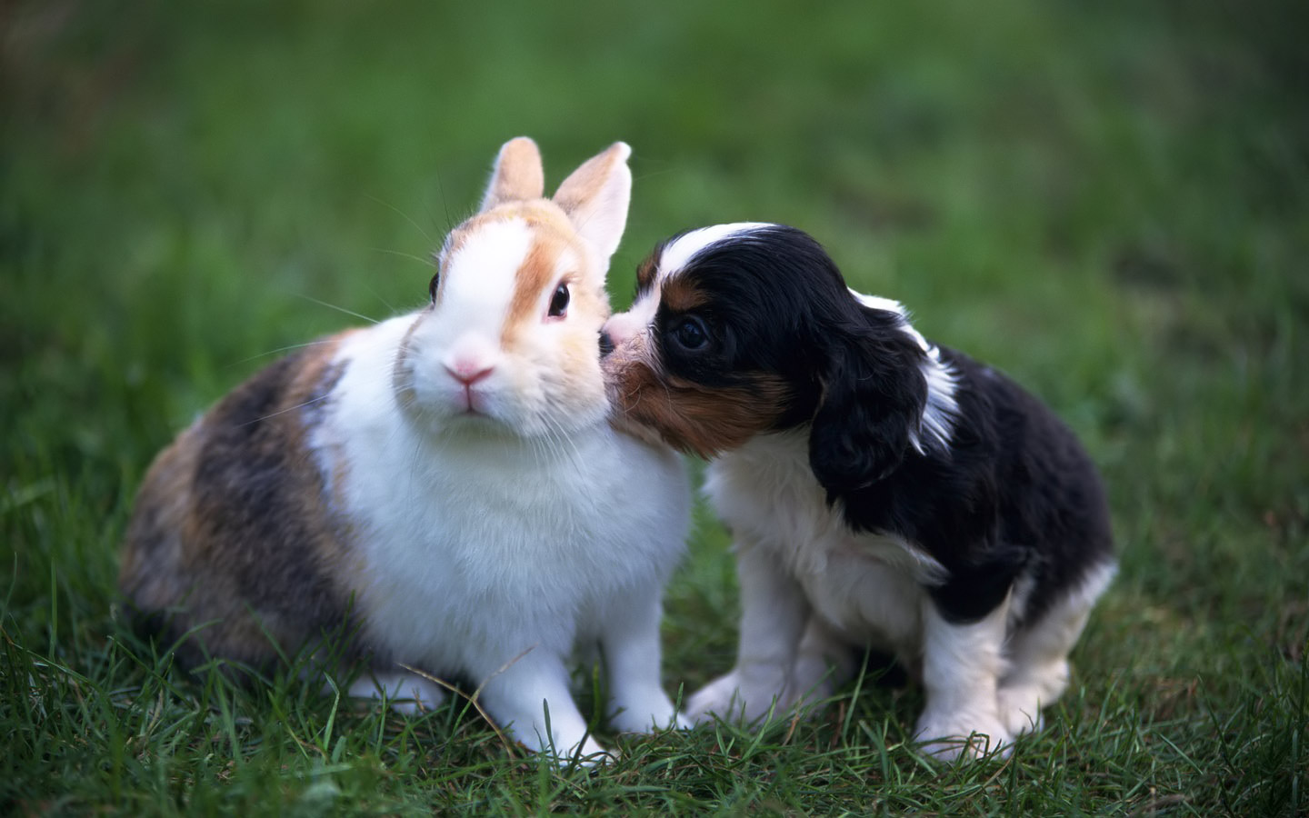 Rabbit Wallpaper Pets Cute And Docile HD Litle Pups