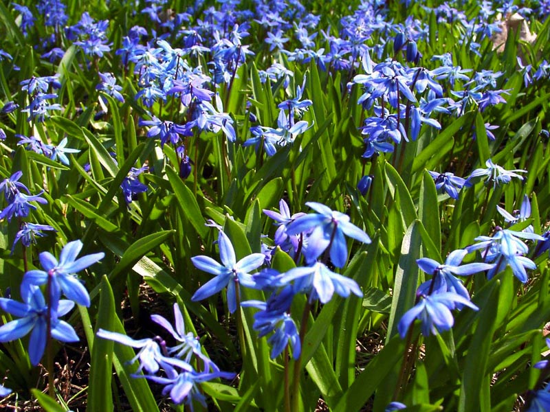 Blue Spring Flowers Wallpaper And Background X