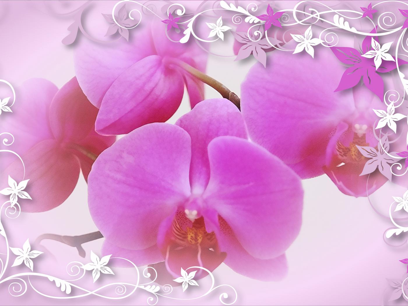 Border Clipart Flower Wallpaper Orchid Pink
