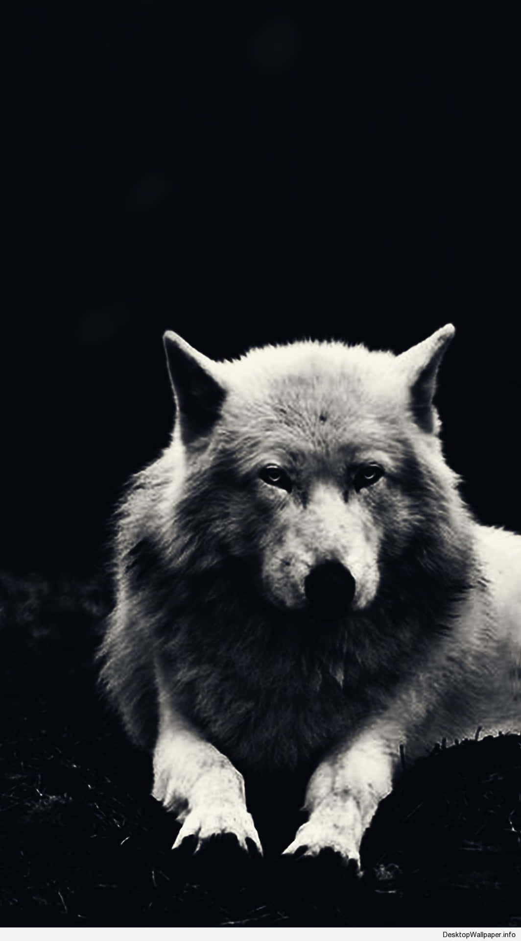Wolf Aesthetic Resting Black Wallpaper