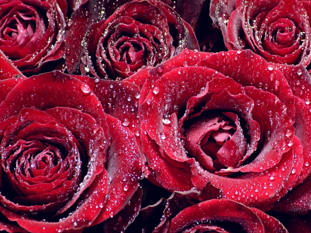Flowers For Flower Lovers Wallpaper HD Rose