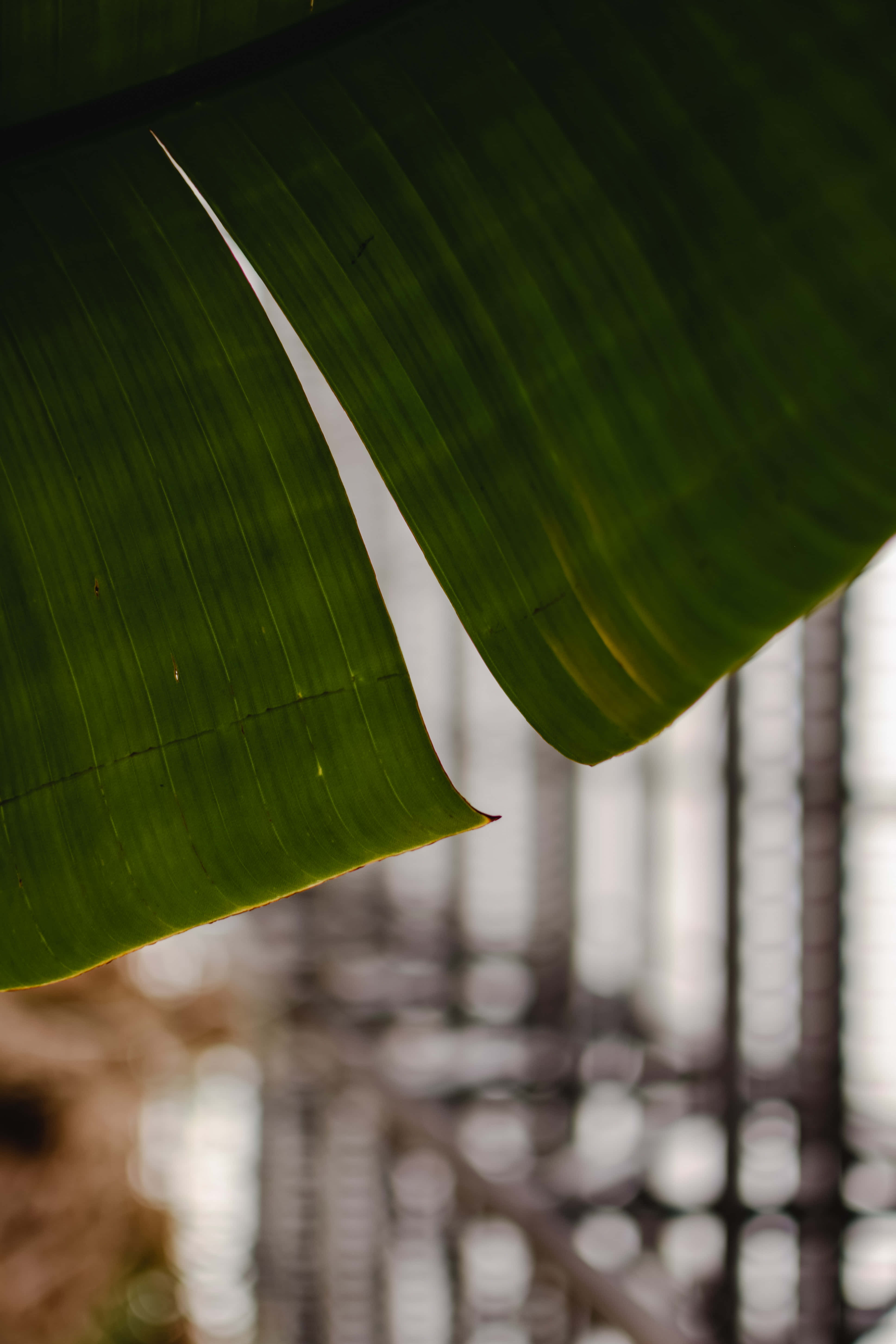 Banana Leaf Background Wallpaper