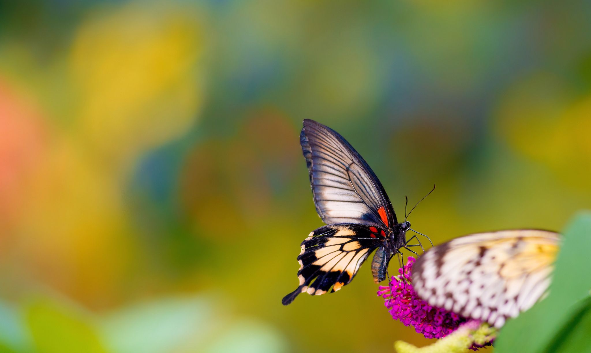 Attachment File Of Butterfly Macro Photo Wallpaper With Colorful
