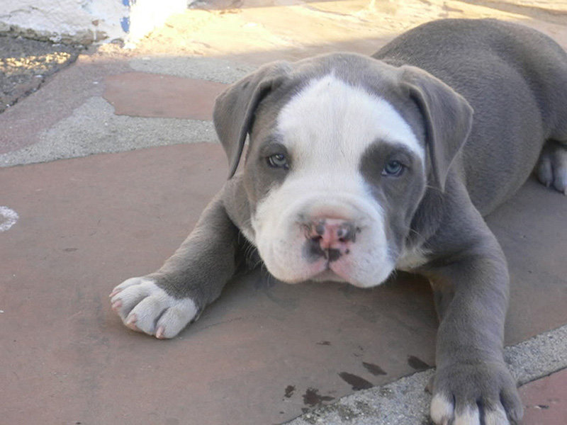 Adorable Pit Bull Puppy
