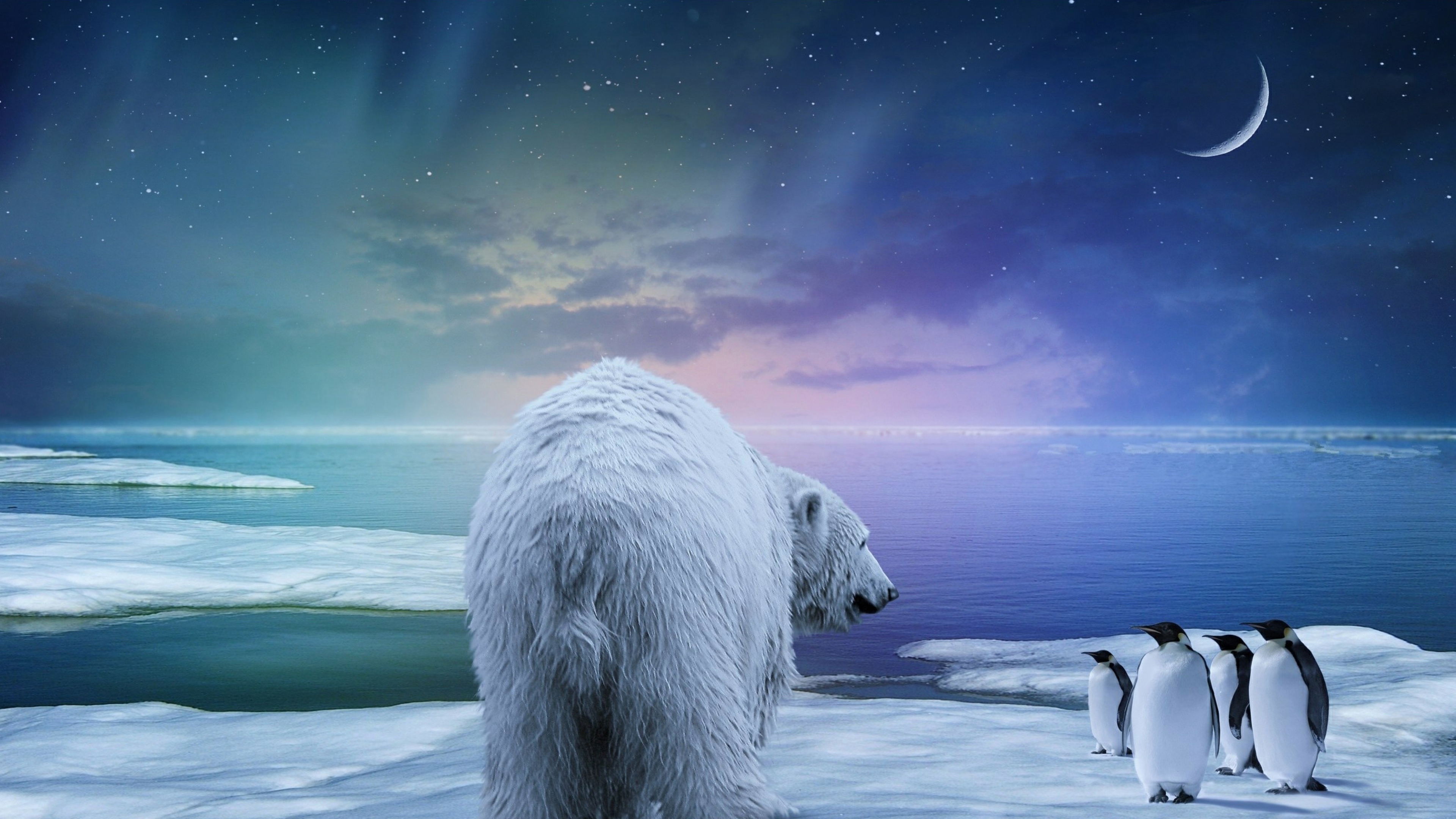 Polar Bear Penguin Northern Lights Wallpaper Background 4k Ultra HD