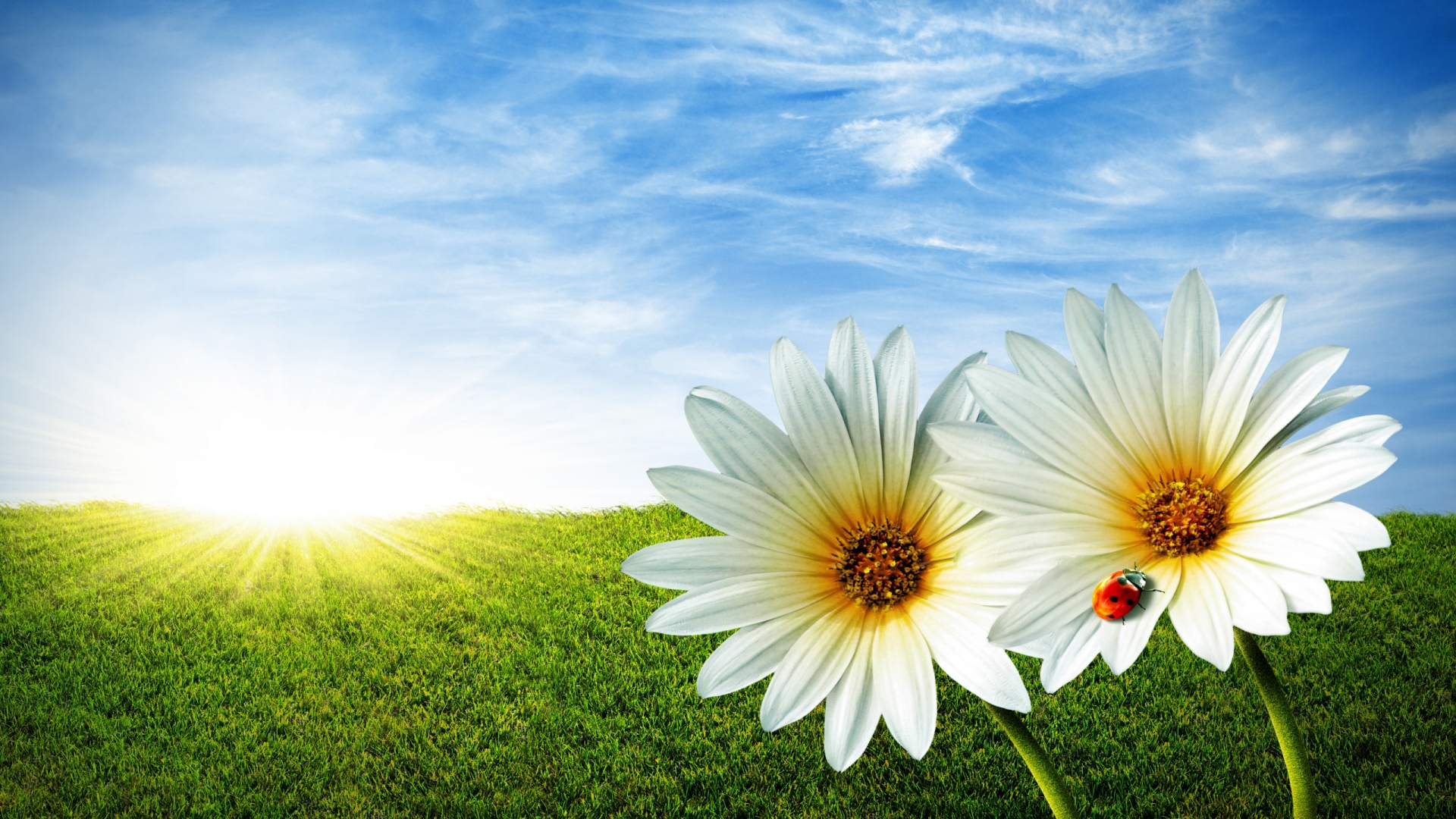 HD Beautiful Wallpaper