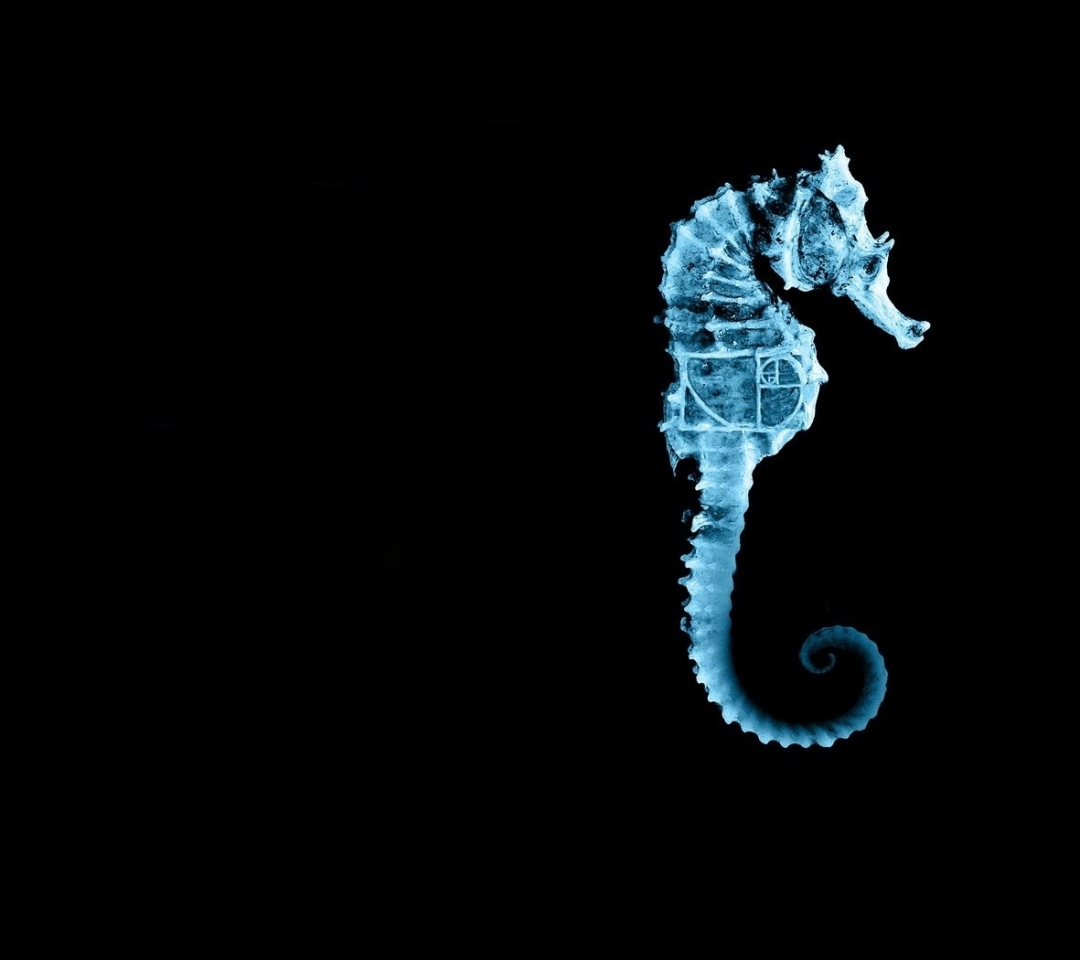 Wallpapers Download 1080x960 fringe seahorse 1680x1050 wallpaper