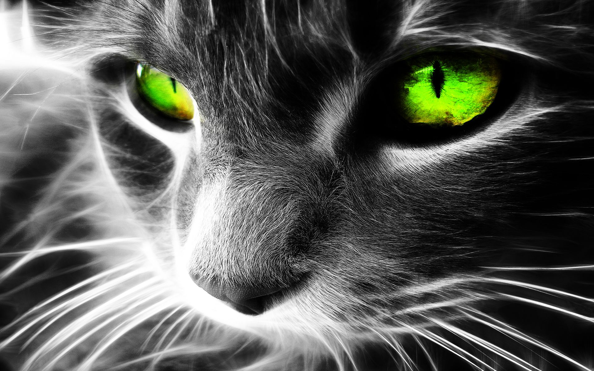 Wallpaper Black White Whiskers Cat Green Eyes HD Wallpapers Free
