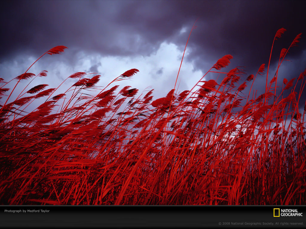 Life In Color Red National Geographic Wallpaper