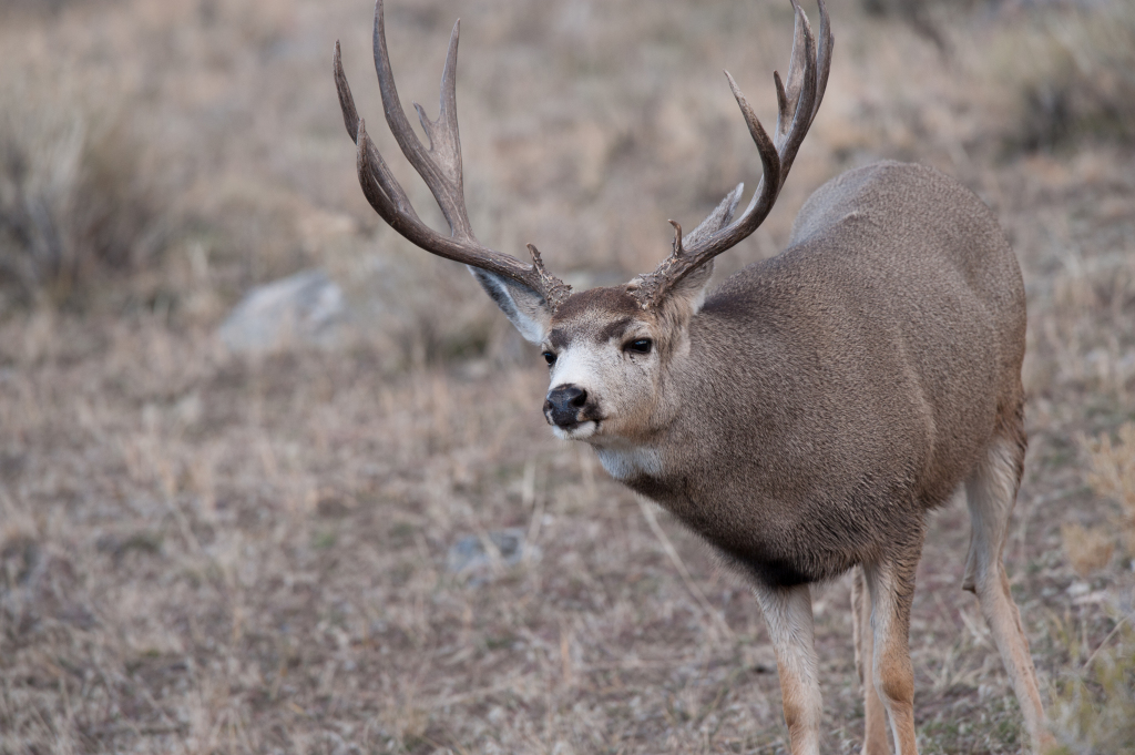 Idaho S Top Monster Mule Deer Of Jdheiner
