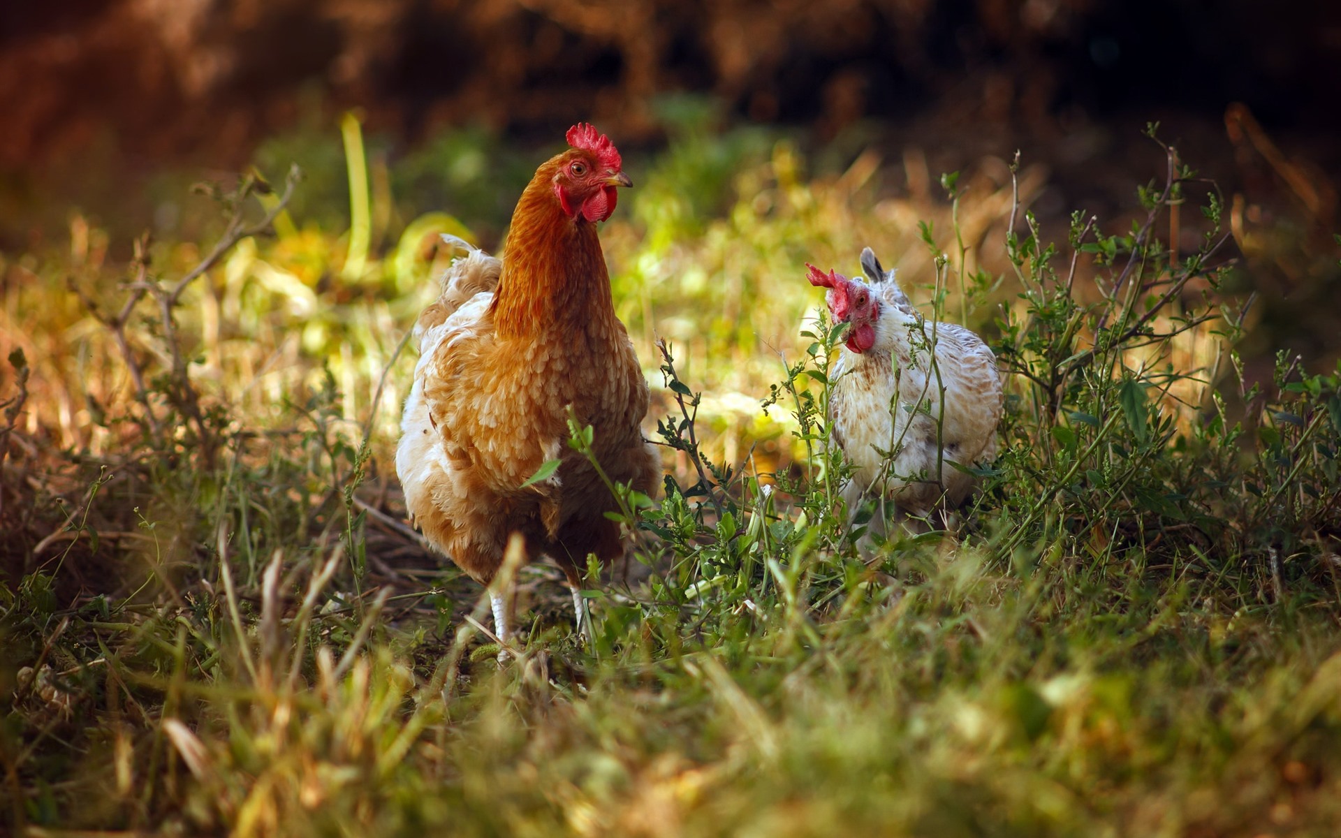 Cute Chicken Wallpaper iPhone