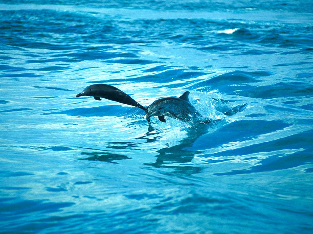 Dolphins Wallpaper 3d Nature