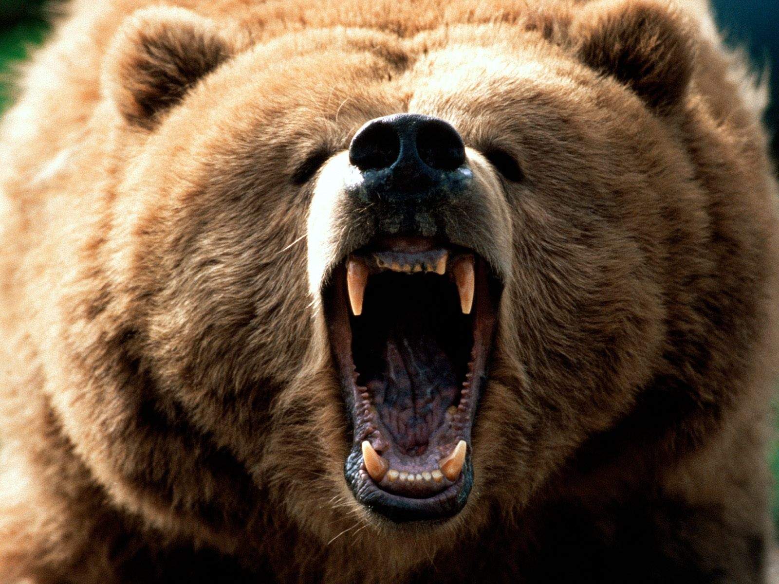 Grizzly Brown Bear Wallpaper Feeling Photo HD