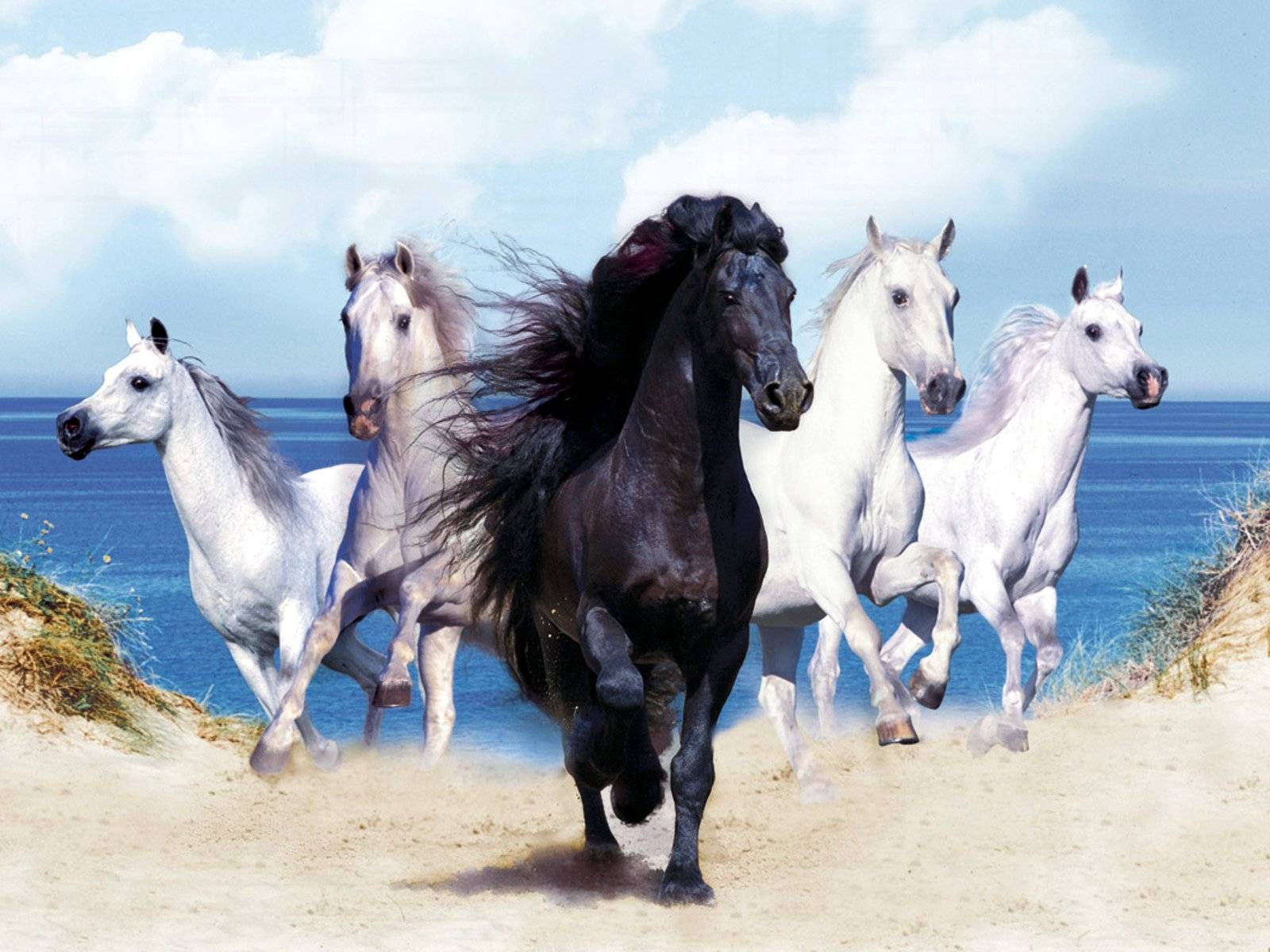 Black With White Horses Wallpaper