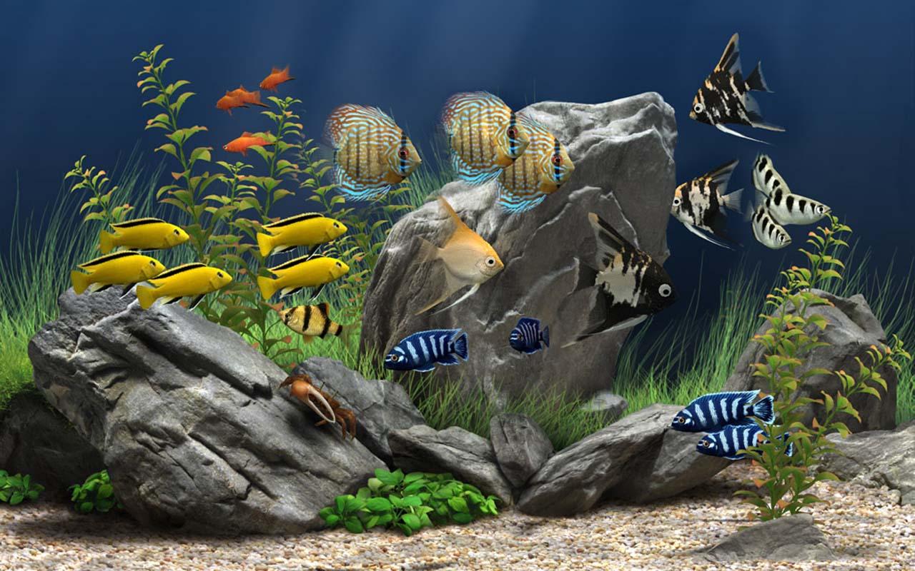 5d Marine Aquarium Theme Android Apps On Google Play