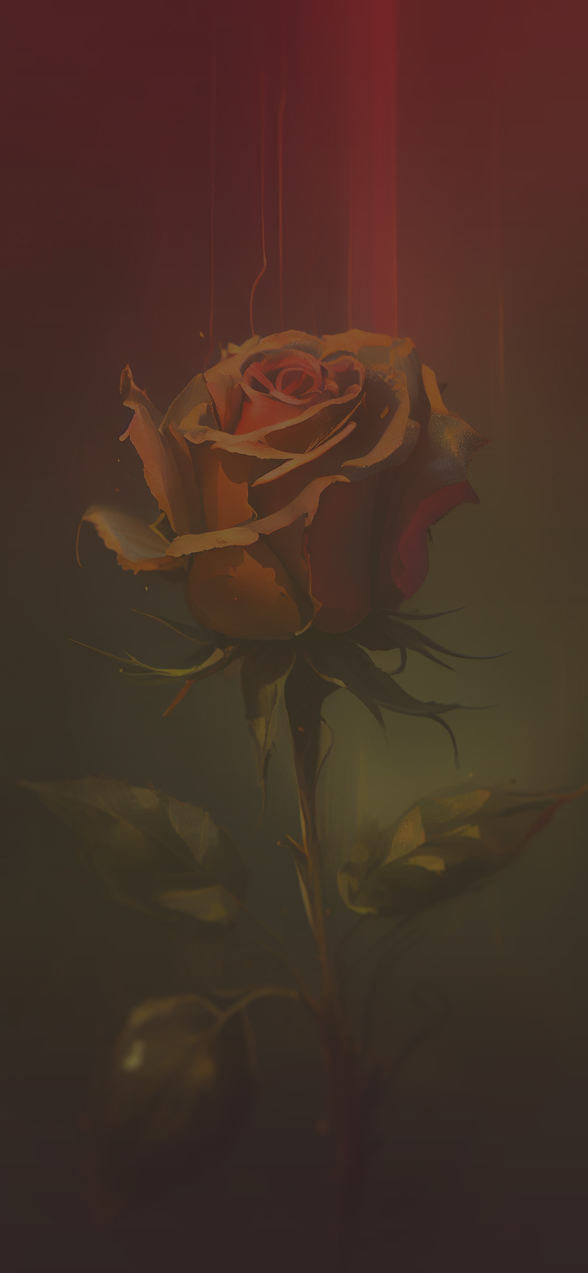 Red Rose Wallpaper